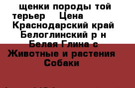 щенки породы той-терьер  › Цена ­ 7 000 - Краснодарский край, Белоглинский р-н, Белая Глина с. Животные и растения » Собаки   